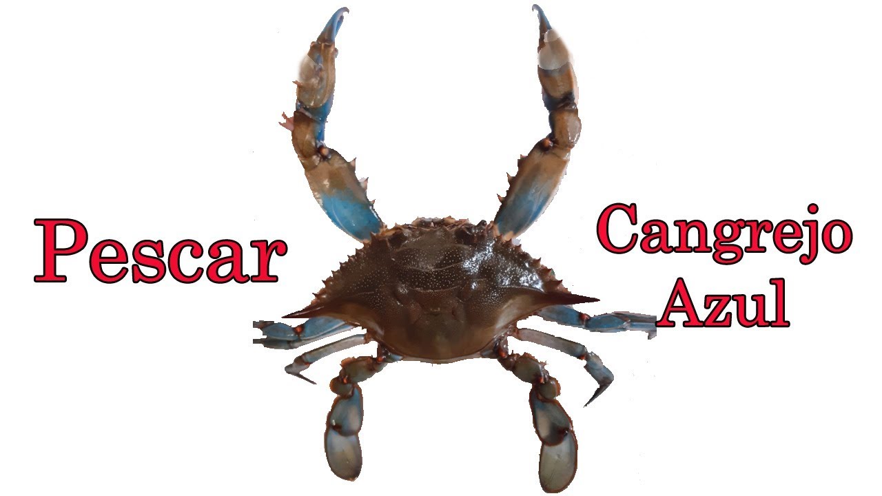 Pescar el Cangrejo Azul: cañas, cebo y técnica. MUY ÚTIL