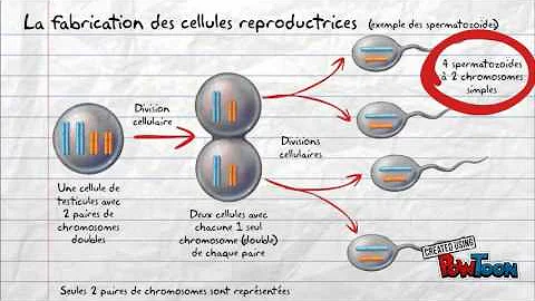 Quel est la cellule reproductrice de l'homme ?