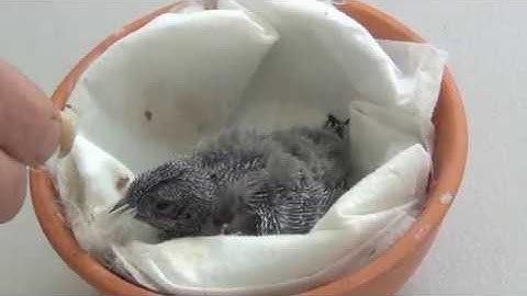 Hand feeding swift chick - July 2020