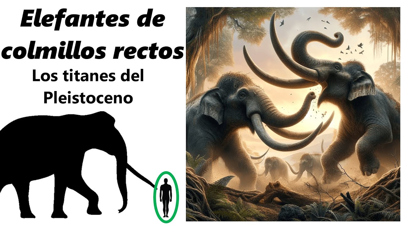 Elefantes de colmillos rectos: los titanes del Viejo Mundo