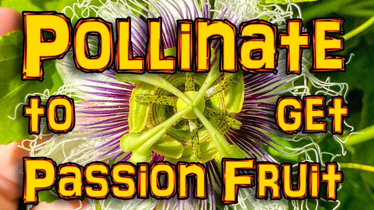 Hand pollinating passion fruit Pollinate passion flowers to get more