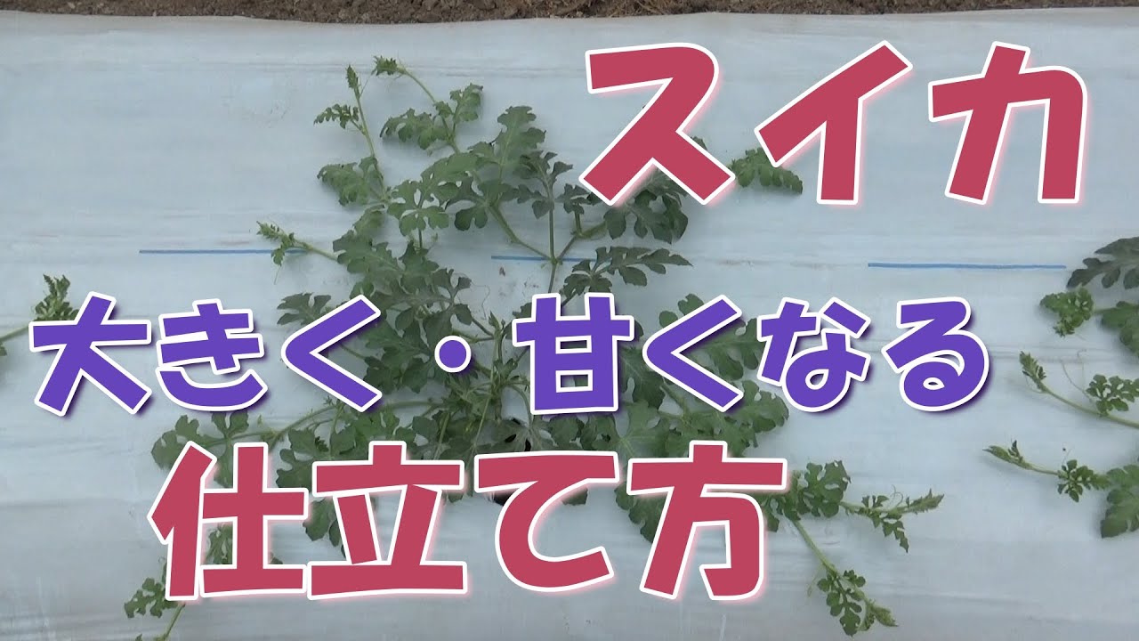 たんすいかぶつです。 スイカ－仕立てる際はスイカを何個つけたいかでツル数を決める - YouTube