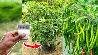 मिर्च के पौधे में इस फ्री की चीज को एक बार डाल दो आएंगी लाखों मिर्ची | मुरोडिया leaf curl virus रोग