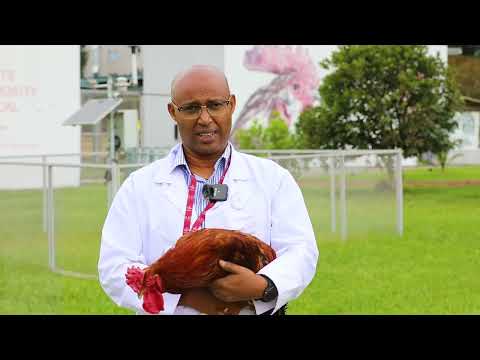 Tropical Poultry Genetic Solutions: Where science meets smallholder needs - video from Ilri