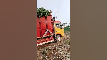 Selesei Muat Singkong Garuda#shorts #bertani #singkong #farming #dharmayasaberkarya #berkebun