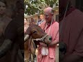 Indradyumna Swami showing love for his favourite Vrindavan cow, Yamuna. #vrindavan #bhakti