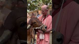 Indradyumna Swami showing love for his favourite Vrindavan cow, Yamuna. #vrindavan #bhakti