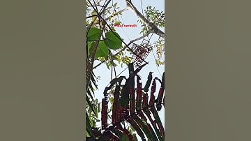 memikat burung serindit