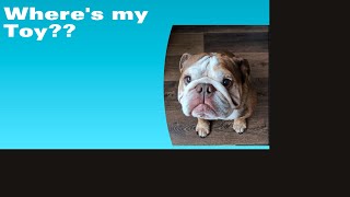 Thomas The Bulldog Too Slow To Get The Toy