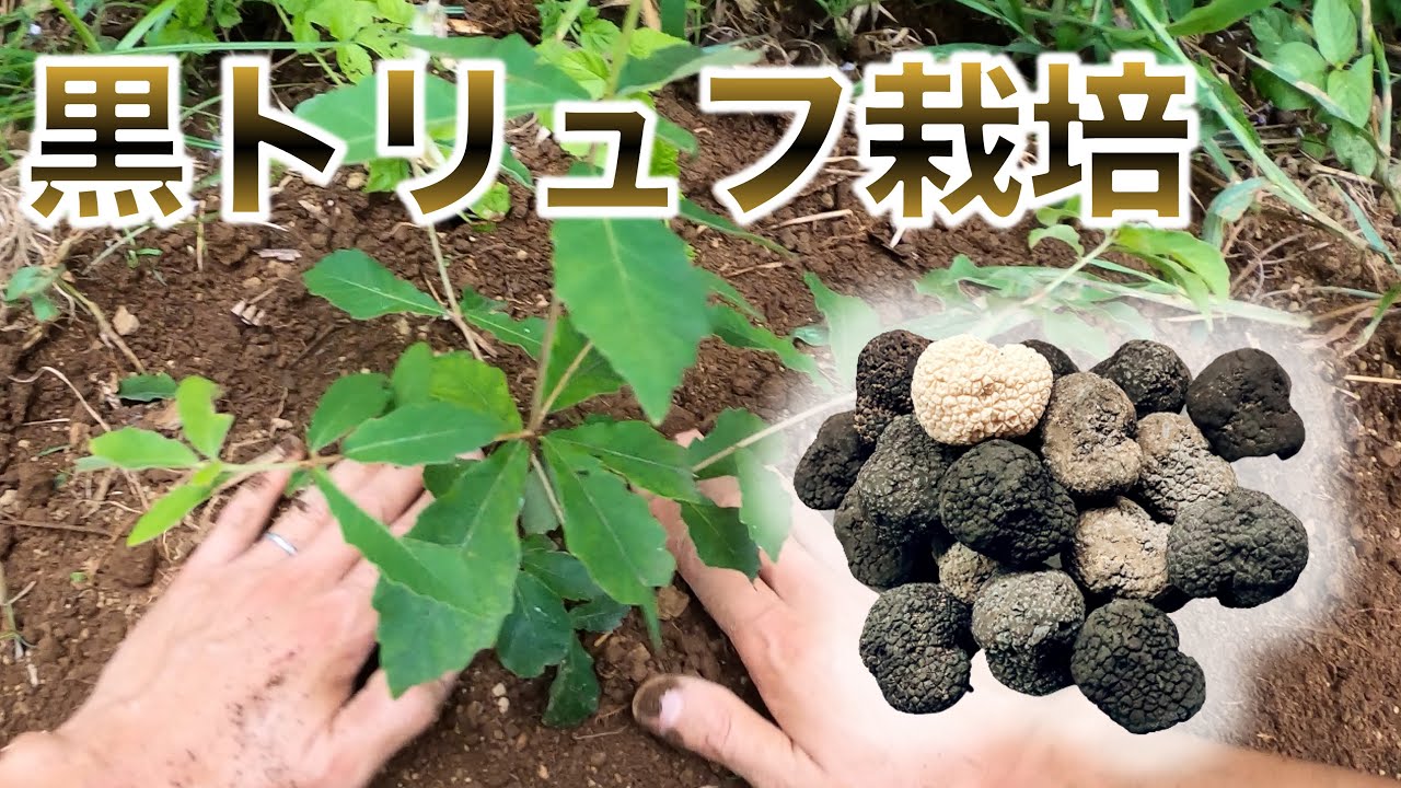 【超高級】国産黒トリュフ栽培を目指して・・・