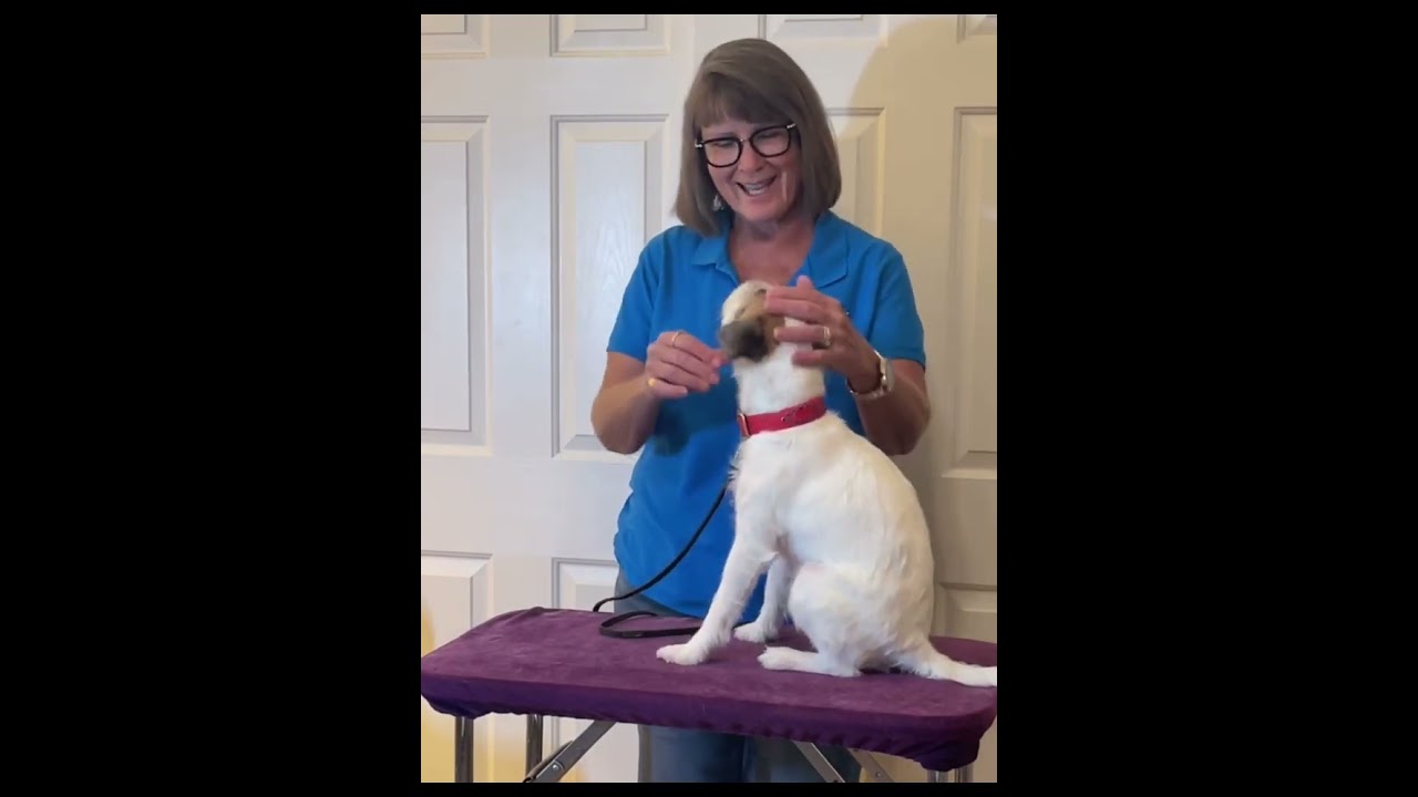 Tutorial 2 Sit verbal and signal - AKC Novice trick dog