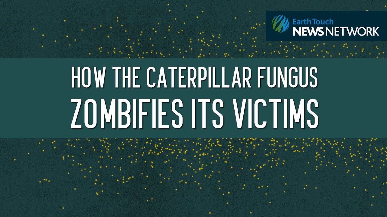 earth touch ltd How the caterpillar fungus zombifies its victims