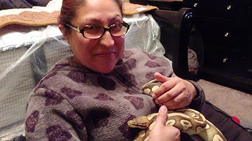 Ball python escaped Where