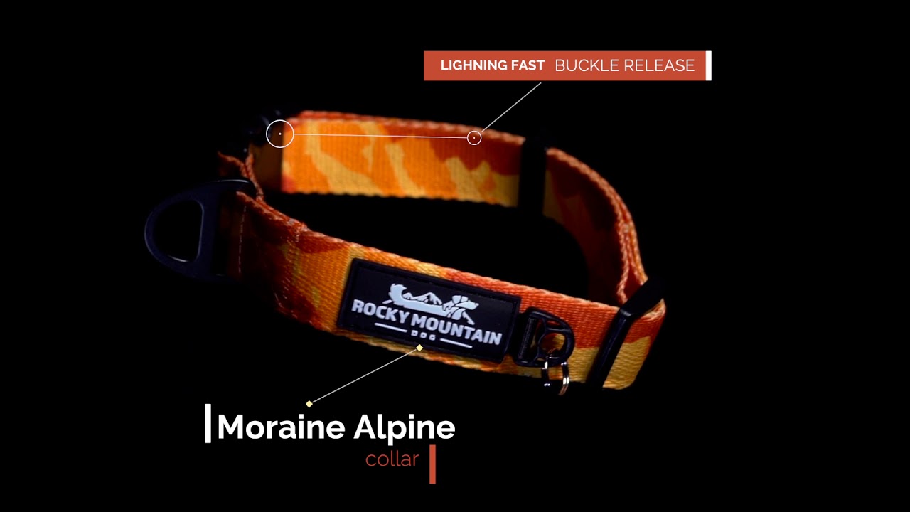 Extreme Personalized 1.5 Dog Collar