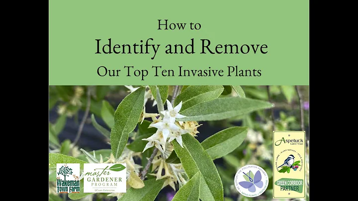 How to Identify and Remove Invasive Plants