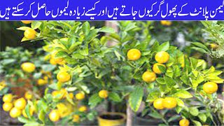 How To Grow Lemon Plant At Home | lemon plant care