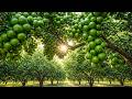 How Lime Trees Are Grown  From Planting to Harvest  Calm Agricultural Documentary