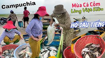 Trúng mùa cá Khủng HỒ DẦU TIẾNG - Tơi tã Làng Việt Kiều BIỂN HỒ Campuchia về
