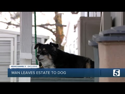 8-year-old border collie named Lulu inherits $5 million in owner&#039;s will