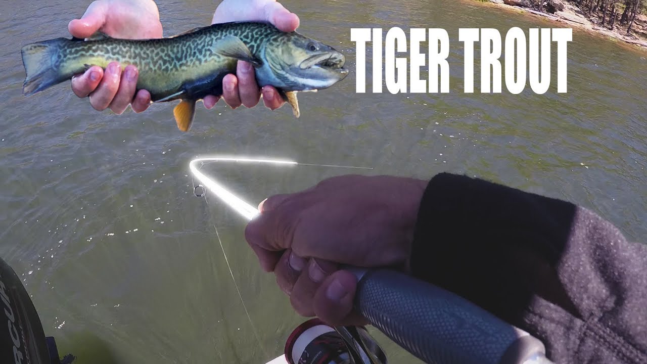 50+ Tiger Trout! Willow Springs Lake, Arizona YouTube
