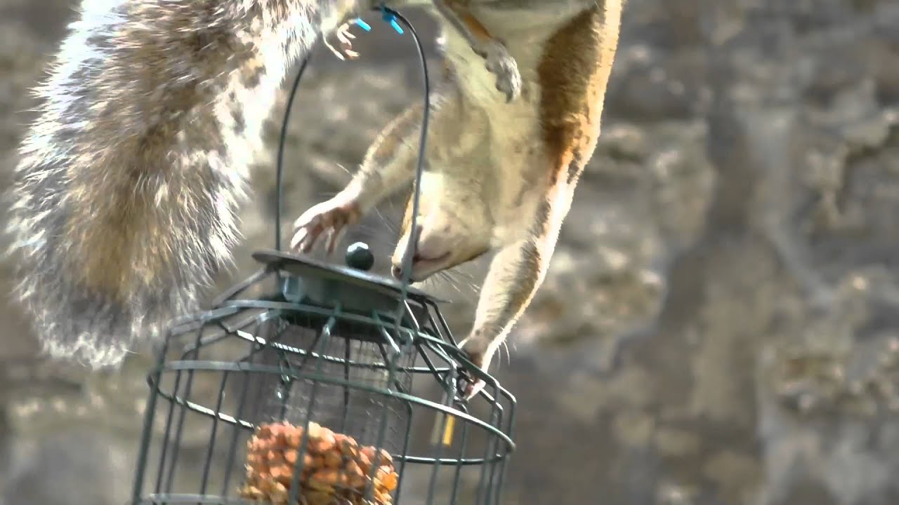 Squirrel 3 Meet Padlock Youtube