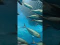 Narrative Perspectives in Underwater Ecology