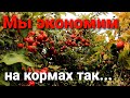 Бесплатный корм для птицы