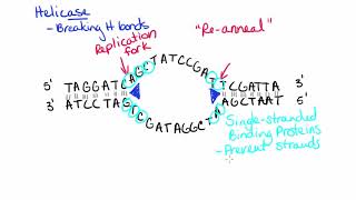 14 DNA Replication Part 1