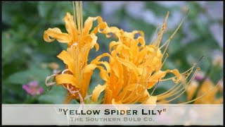 Yellow Spider Lily