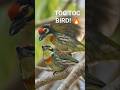 TOC BIRD! 🔥 Tiny Coppersmith Barbet Jungle Mein Loud Calling 🐦 | Nature Shorts Hindi