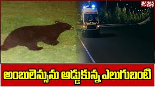 అబలనసన అడడకనన ఎలగబట..తరవత.. Mahaa News
