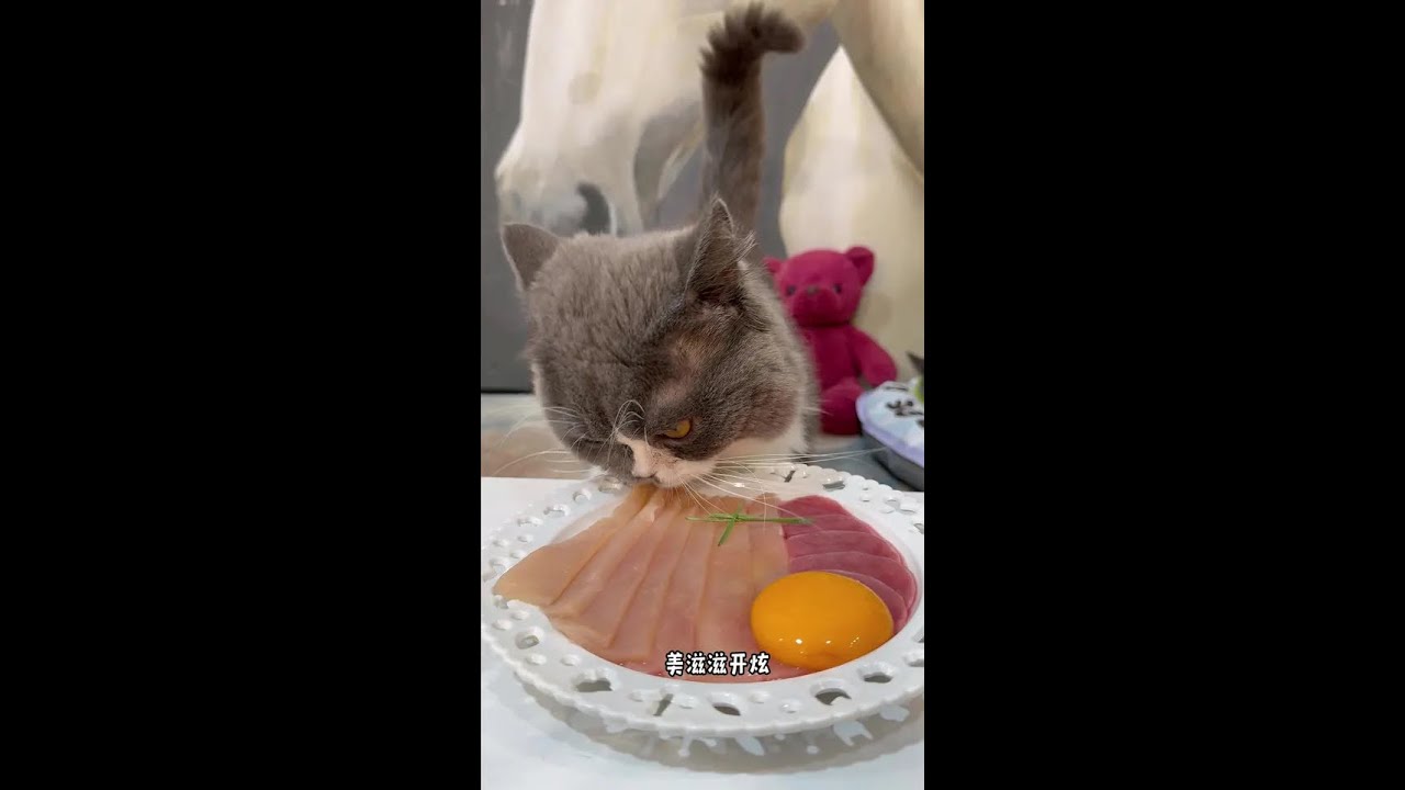 Cats eat better than me. 