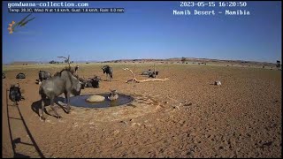 “ Pumbaa “ cooling off in the Namib desert, Namibia