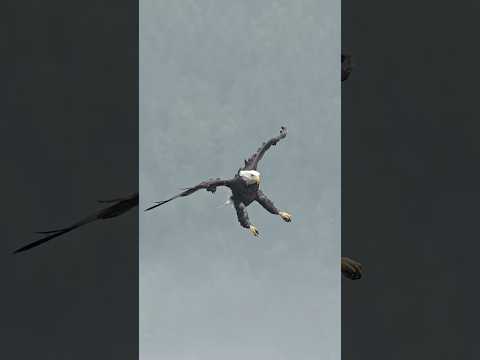 Eagle Puts On the Brakes and Glides  Through the Rain