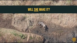 Young wildebeest struggle during the great migration in Kenya