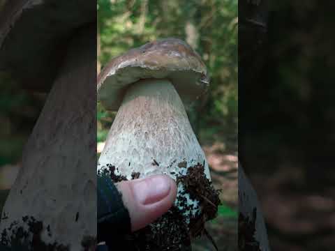 Видео: БЕЛЫЙ ГРИБ ГИГАНТ! ГЕРОЙ ГРИБАЛКИ! #mushroom #fungi #боровик #nature #белыйгриб #боровики #грибы