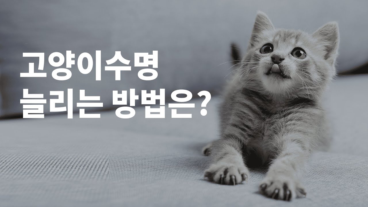 고양이수명 늘리는 식이방법이 궁금하다면? - Youtube