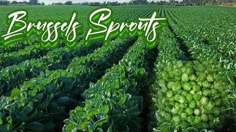 The Processing and Harvesting of Brussels Sprouts.