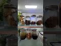 Customer reviews LOVE MOMENT Electric Mason Jar Vacuum Sealer Kit for Wide Mouth and Re