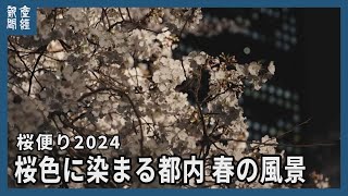 【桜便り2024】桜色に染まる都内、春の風景
