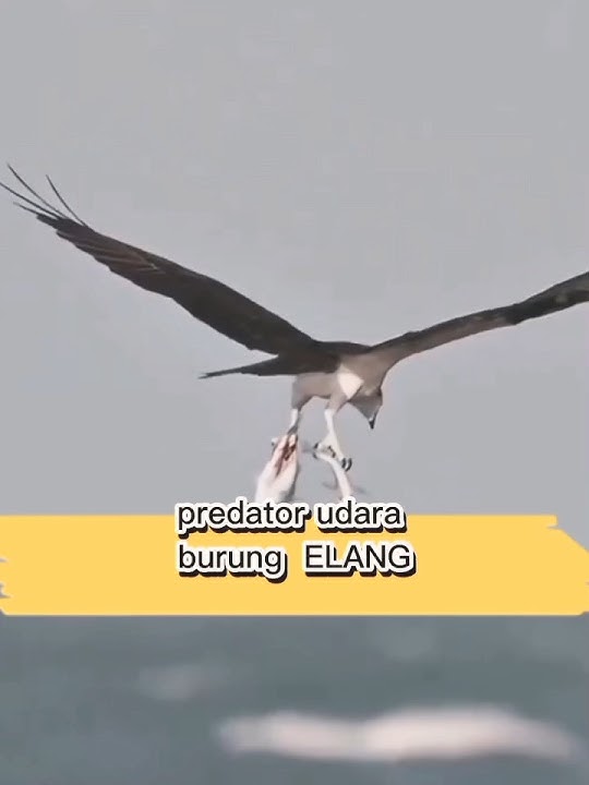 'Taktik Berburu Mematikan: Mengungkap Rahasia Kehebatan Elang' #vidioshort #fakta #hewan