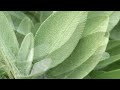 Third Story (Sage) - AI Cover of Original Music