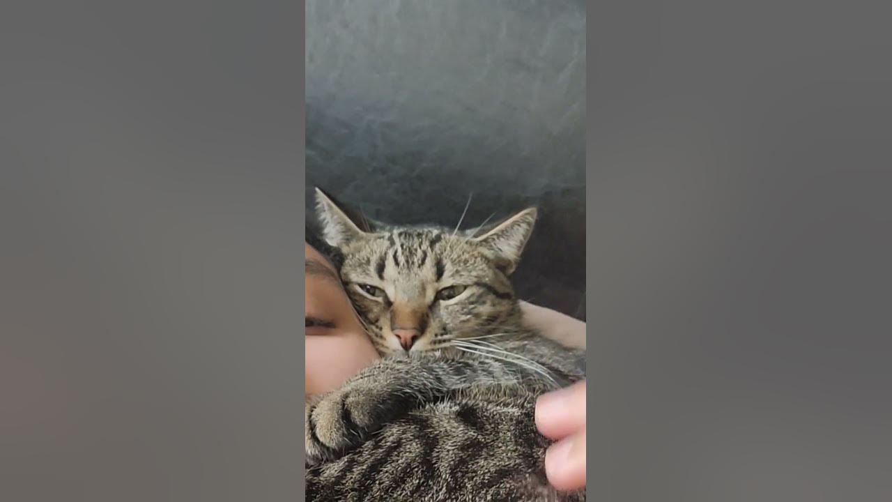 why-does-my-cat-squeak-instead-of-meow-cat-kitten-cute-youtube