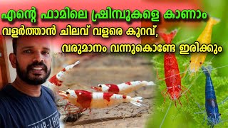 Shrimp farming, shrimp breeding, ornamental shrimp caring on my farm | Indian Fish lover