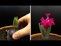 Growing Hyacinth Time Lapse