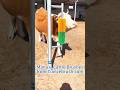 Watch cows go wild over their favourite manual cattle brush. #cow #cowbrush #cattle #cattlebrush