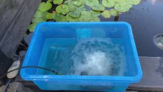 how to salt bath a koi #salt#koi#ponds#ukponds#air