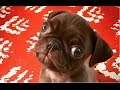 Pug Compilation 5 - Funny Dogs but only Pug Videos | InstaPugs