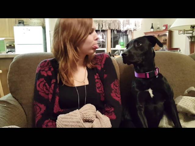 Pitbull Lab Mix Puppy Adopted | Rescued By My Daughter - Youtube