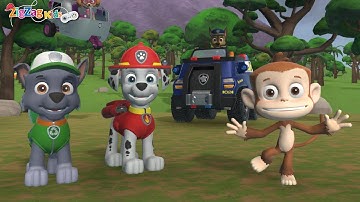 Paw Patrol On A Roll | Save Many The Monkey | Episode 12 | Patrulha Pata | ZigZag